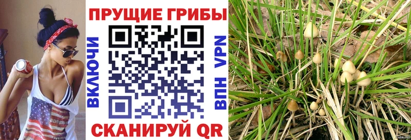 Псилоцибиновые грибы мухоморы  купить   Новоалтайск 